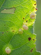 Image de Eriophyes laevis