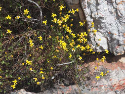 Image of Cineraria lobata L'Hér.