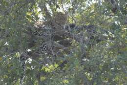 Image of African leopard