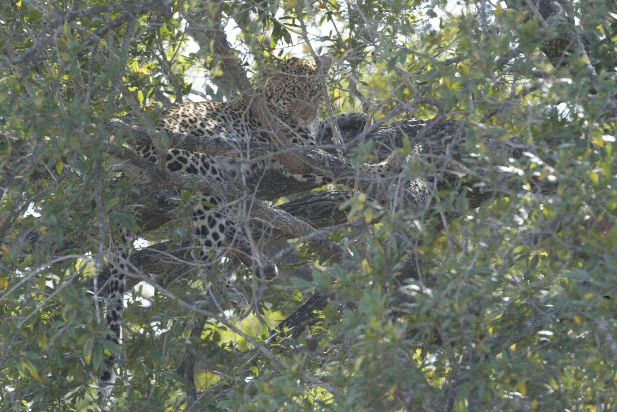 Image of African leopard