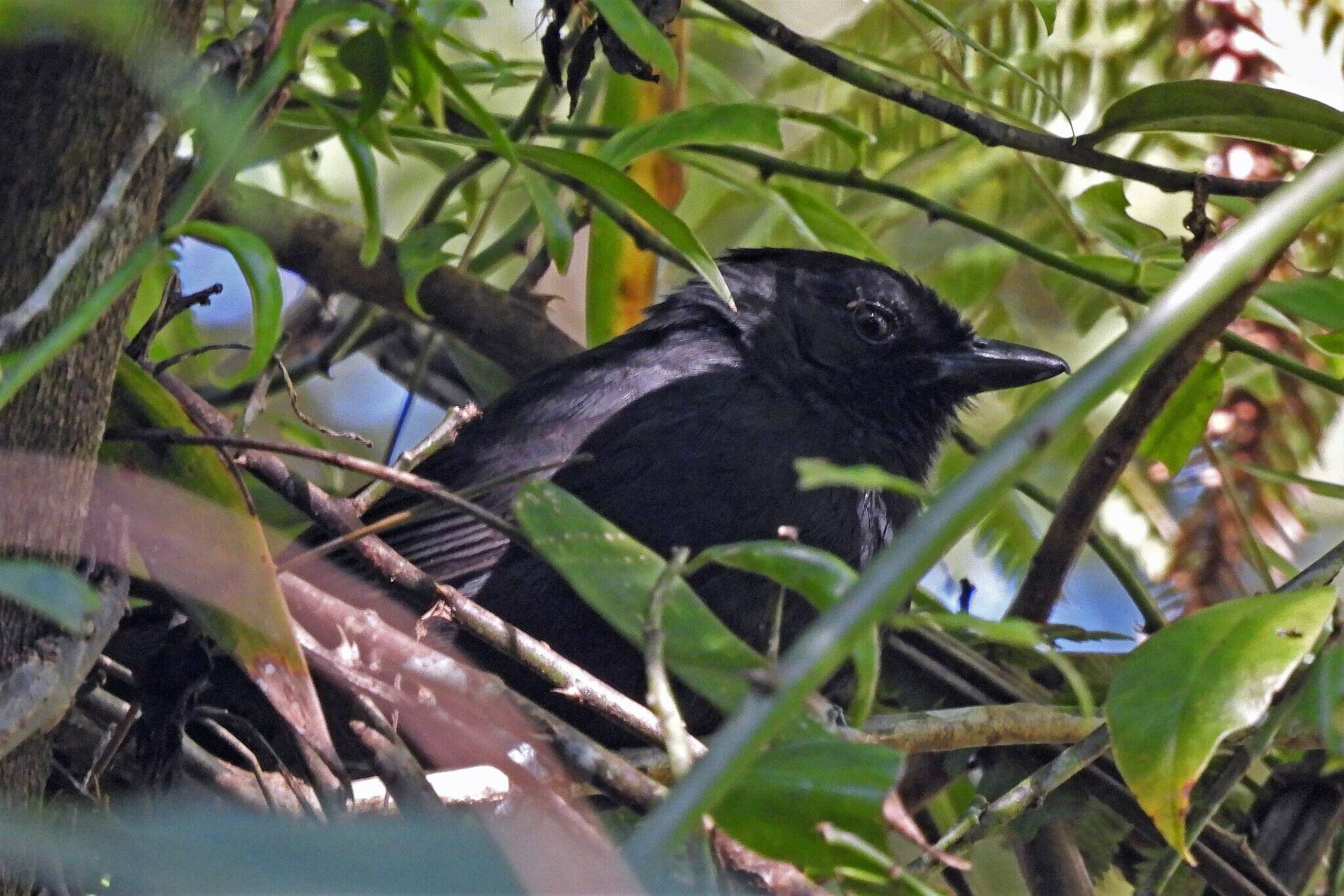 Image of Tufted Antshrike