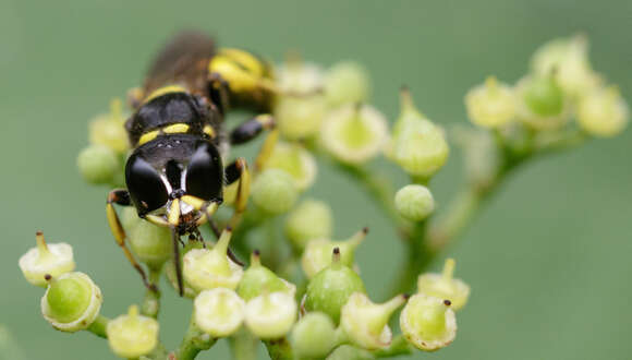 Ectemnius cephalotes (Olivier 1792)的圖片