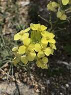 Image of Erysimum flavum (Georgi) Bobrov