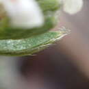 Image of Pimelea oreophila subsp. hetera C. J. Burrows