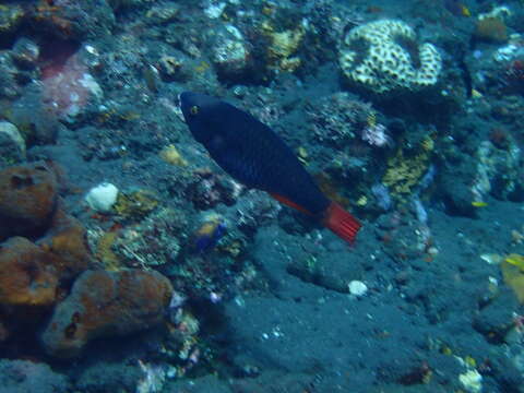 Image de Perroquet Tricolore