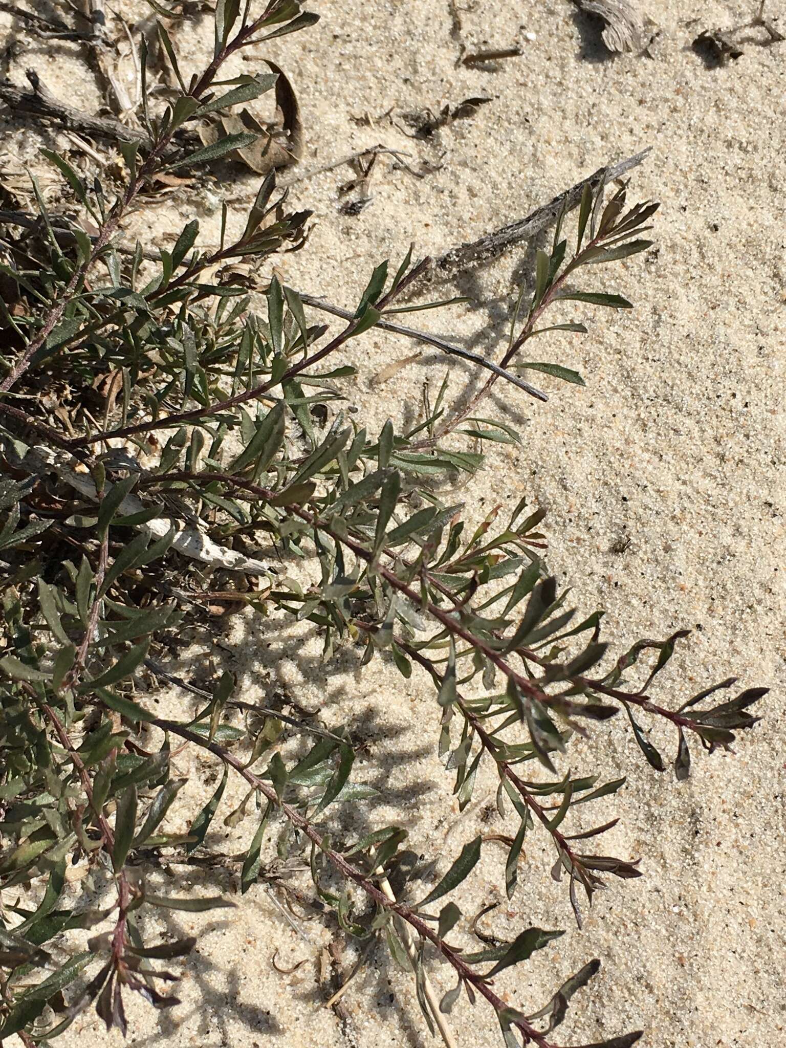 Image of Baccharis linearifolia (Lam.) Pers.