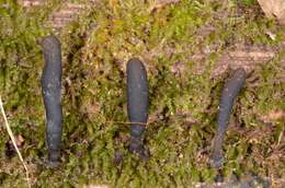 Слика од Xylaria corniformis (Fr.) Fr. 1849