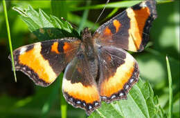 Image of Milbert's Tortoiseshell