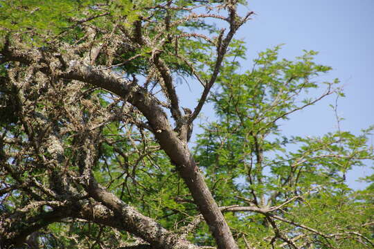 Image of Knysna Woodpecker