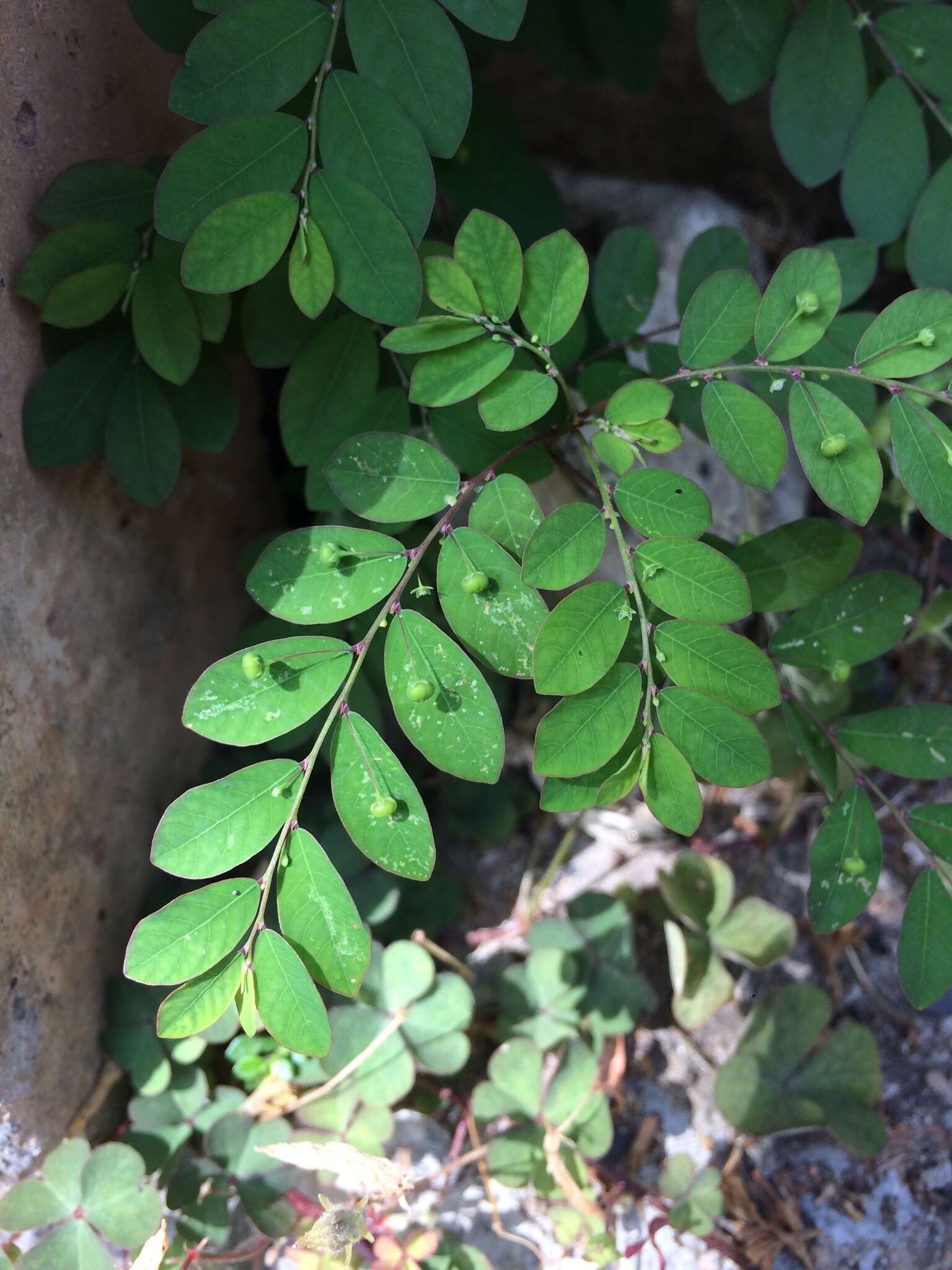 Image de Phyllanthus tenellus Roxb.