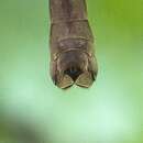 Image of Tipula (Acutipula) repanda Loew 1864