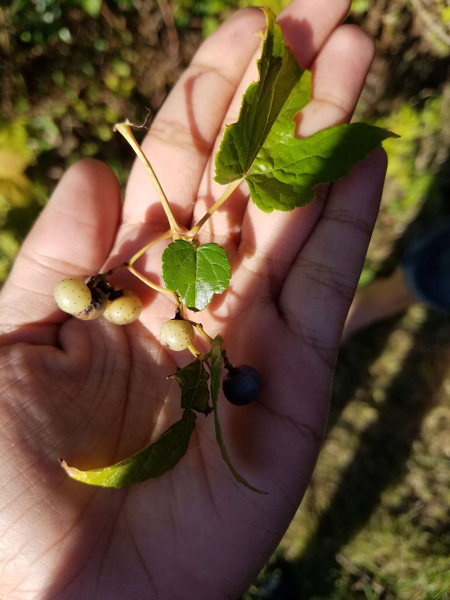 Image of Amur peppervine