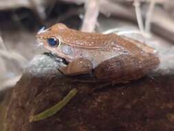 Image of Siam Frog; Black-eared Frog