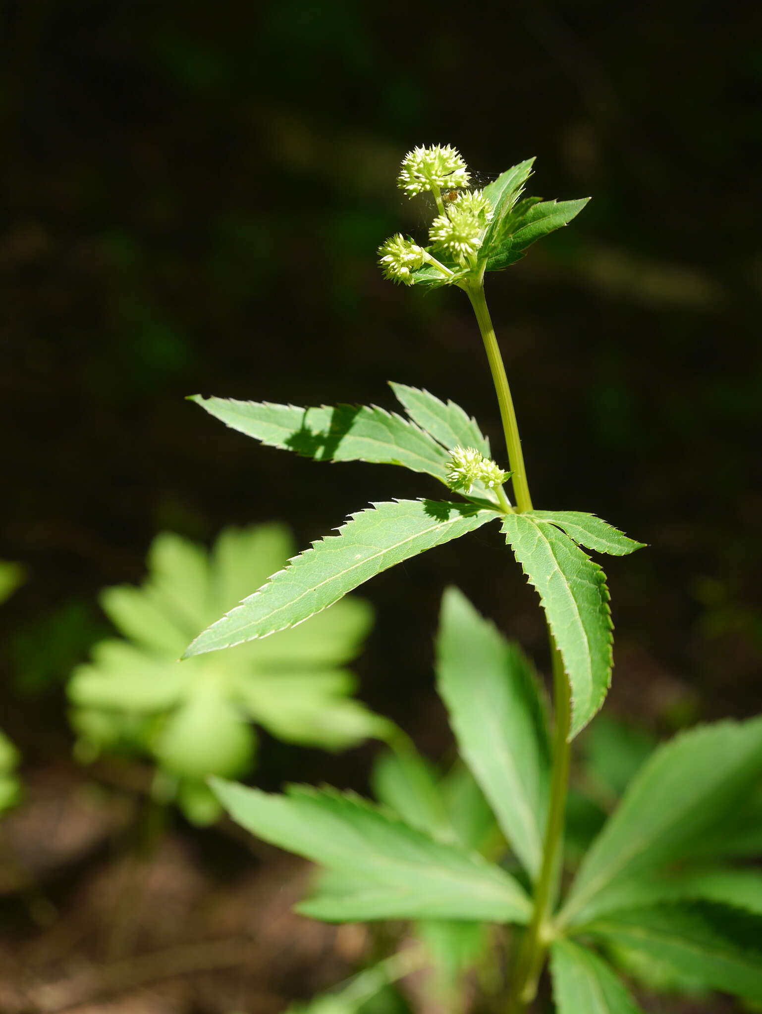 Image of Sanicula canadensis var. canadensis