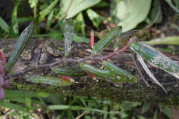 Image of Columnea byrsina (Wiehler) L. P. Kvist & L. E. Skog