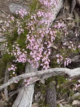 Image of Stylidium scandens R. Br.