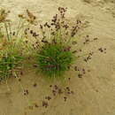 Image of Juncus dregeanus subsp. dregeanus