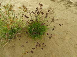 Image of Juncus dregeanus subsp. dregeanus