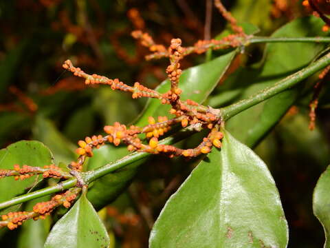 Phoradendron piperoides (Kunth) Trel.的圖片