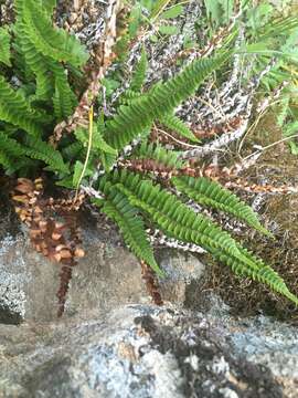 Image of narrowleaf swordfern