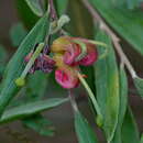 Image of Grevillea arenaria subsp. arenaria