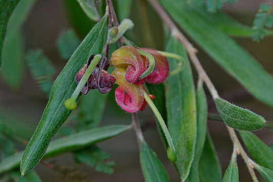 Image of Grevillea arenaria subsp. arenaria