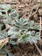 Dalea obovata (Torr. & A. Gray) Shinners resmi