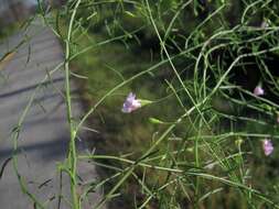 Image of green false foxglove