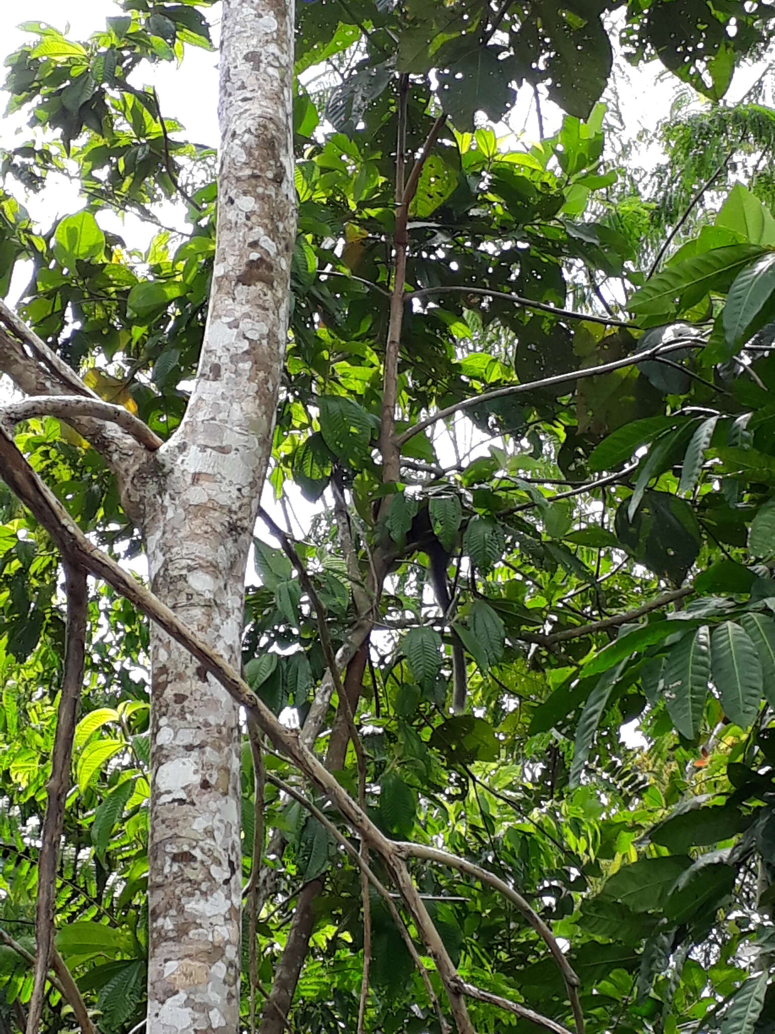 Image of Ornate Titi Monkey