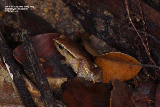 Kalophrynus limbooliati Matsui, Nishikawa, Belabut, Ahmad & Yong 2012的圖片