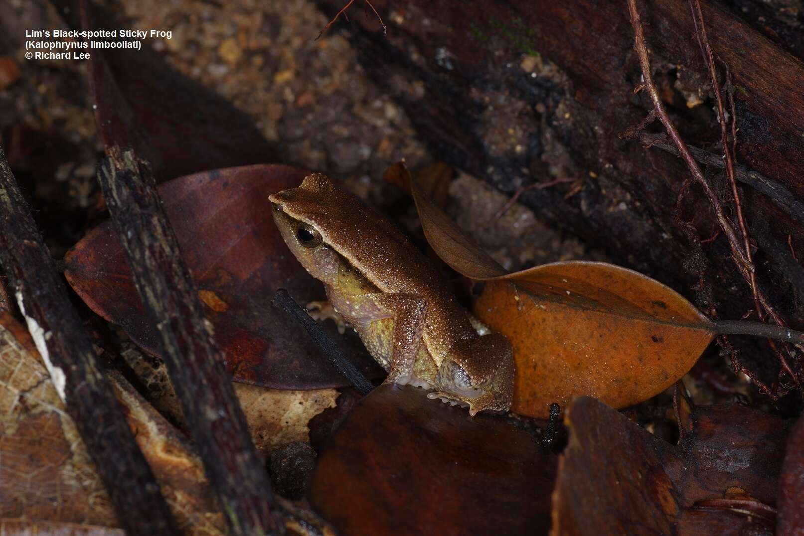 Image of Kalophrynus limbooliati Matsui, Nishikawa, Belabut, Ahmad & Yong 2012