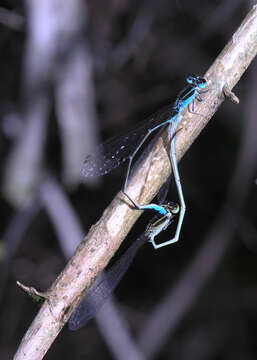 Image of Aciagrion borneense Ris 1911