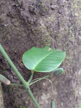 Image of Passiflora cerradensis Sacco