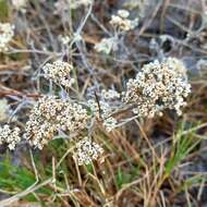 Sivun Helichrysum indicum (L.) Grierson kuva