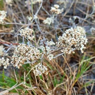 Image of Helichrysum indicum (L.) Grierson