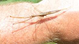 Image of Brown Waterscorpion