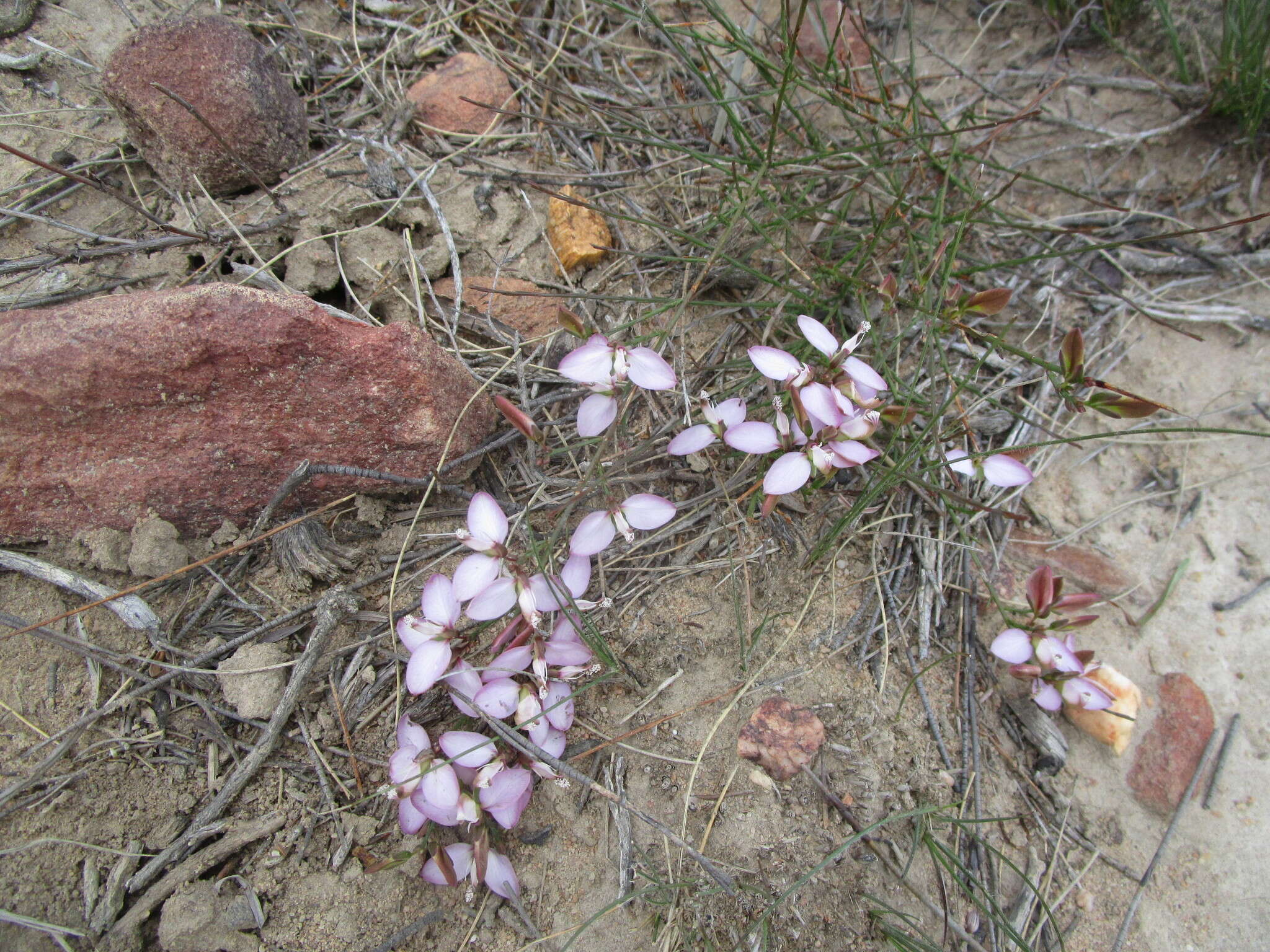 Image of Polygala microlopha var. microlopha