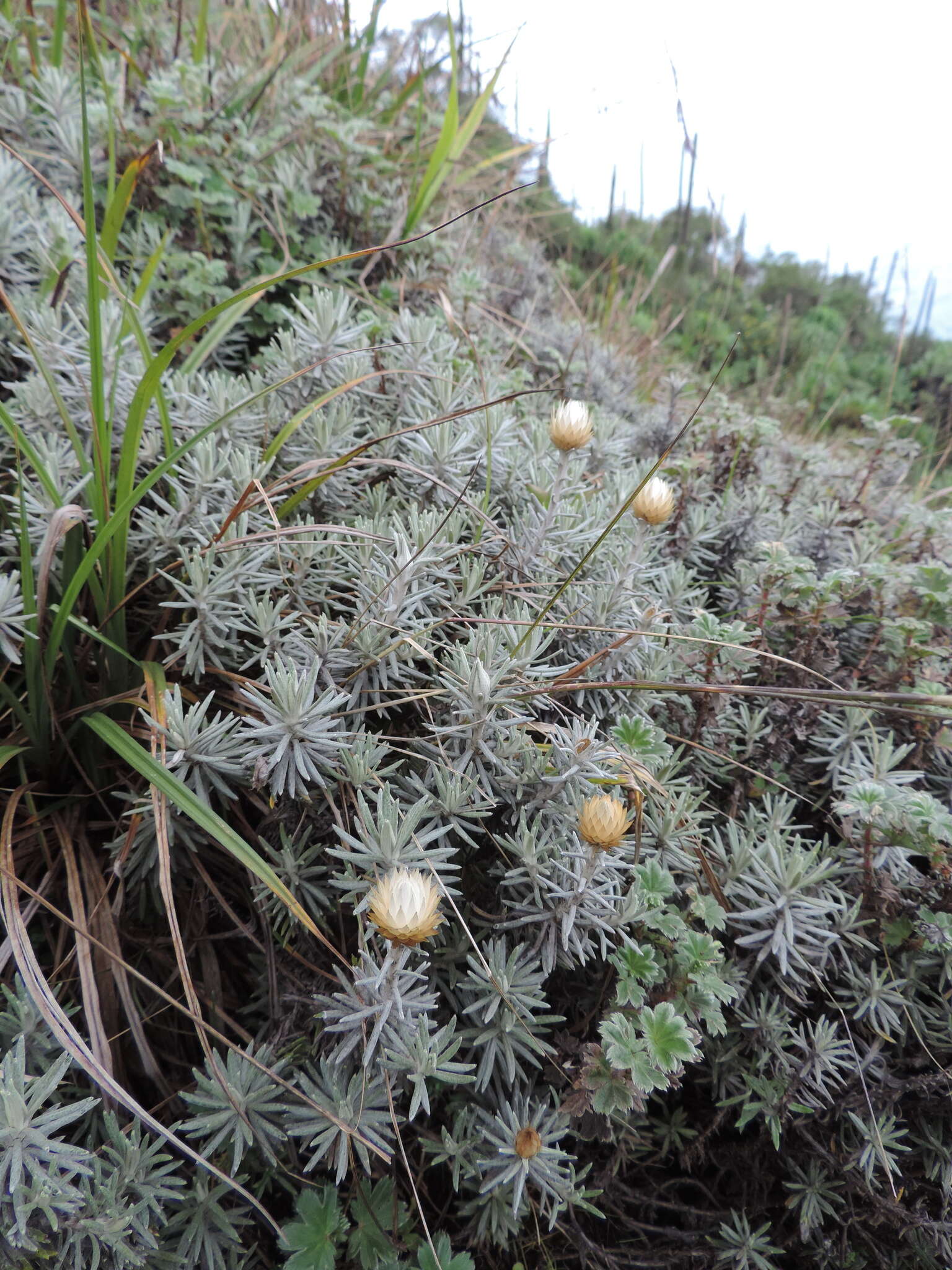 Image of Helichrysum newii Oliv. & Hiern