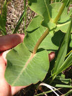 Imagem de Asclepias amplexicaulis Sm.