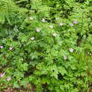 Image of <i>Geranium oxonianum</i>