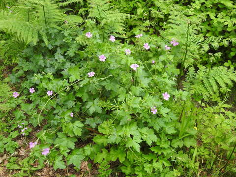 Image of <i>Geranium oxonianum</i>