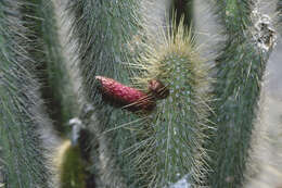 صورة Cleistocactus buchtienii Backeb.