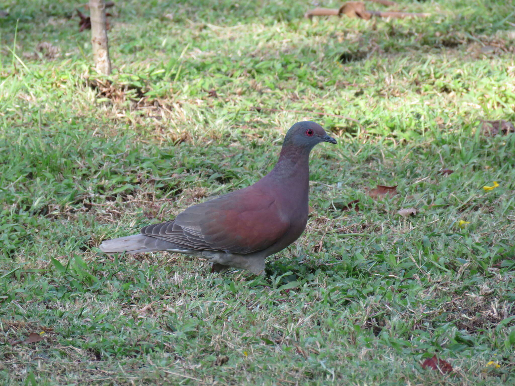 صورة Patagioenas cayennensis (Bonnaterre 1792)