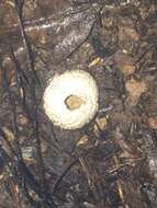 Image of Lycoperdon compactum G. Cunn. 1926