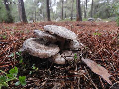 Lyophyllum littorale (Ballero & Contu) Contu 1998 resmi