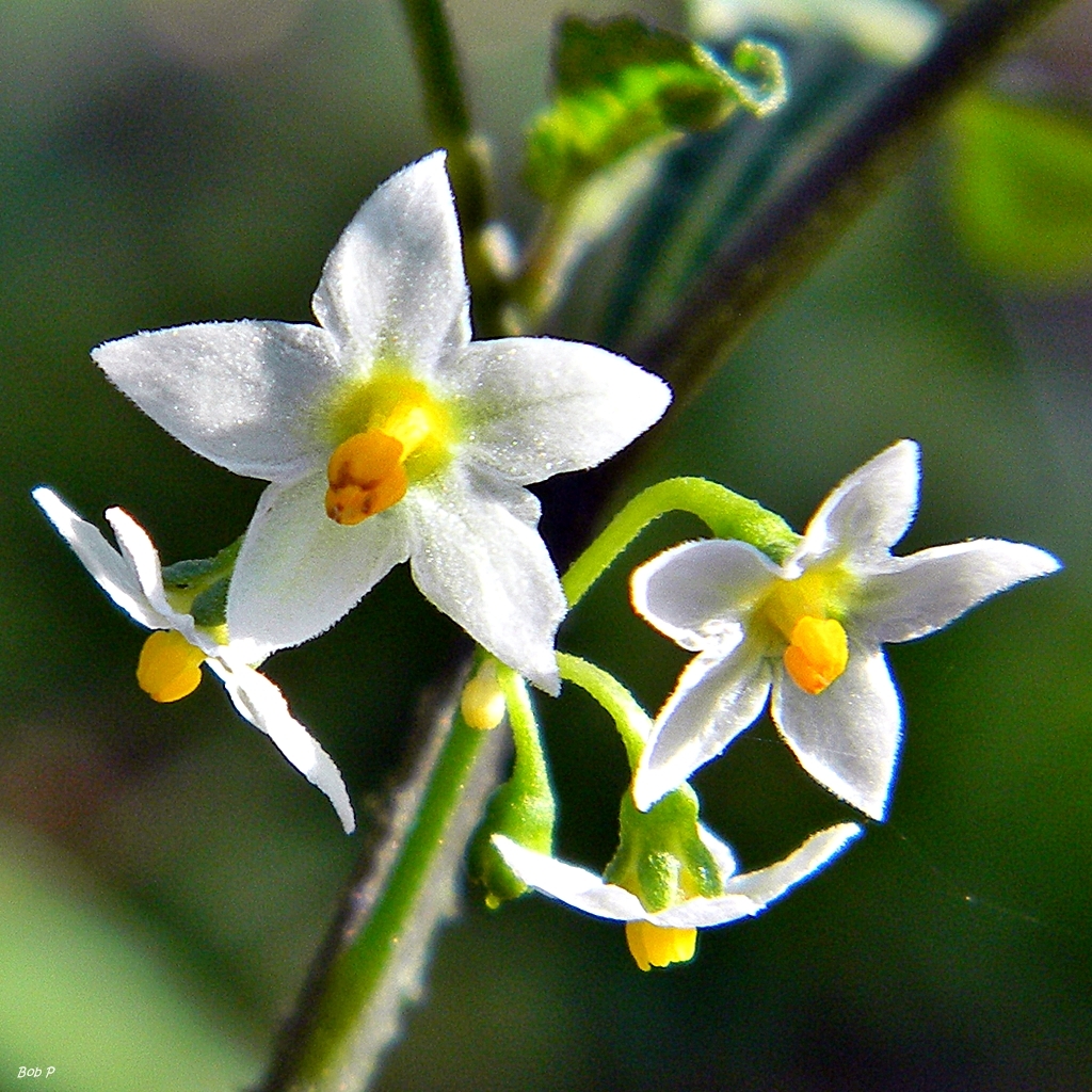 Solanum americanum (rights holder: Bob Peterson)