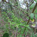 Image of bearded swallow-wort