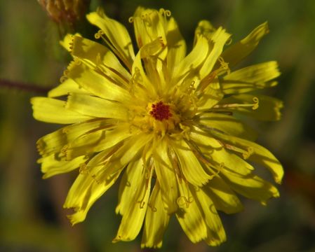 Image of coastal plain hawkweed