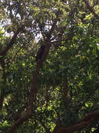 Image of North Island Kaka