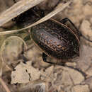 Image of Carabus (Eucarabus) billbergi Mannerheim 1827